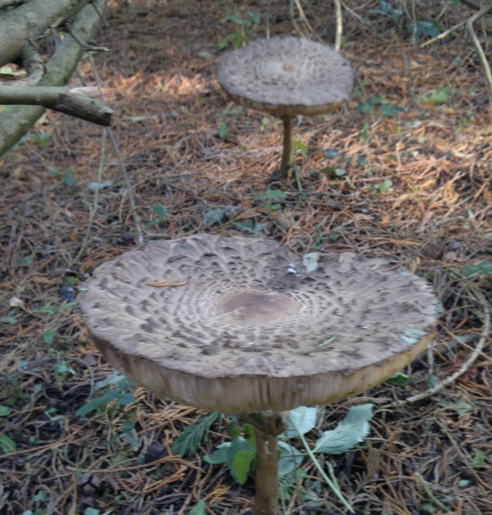 parasols