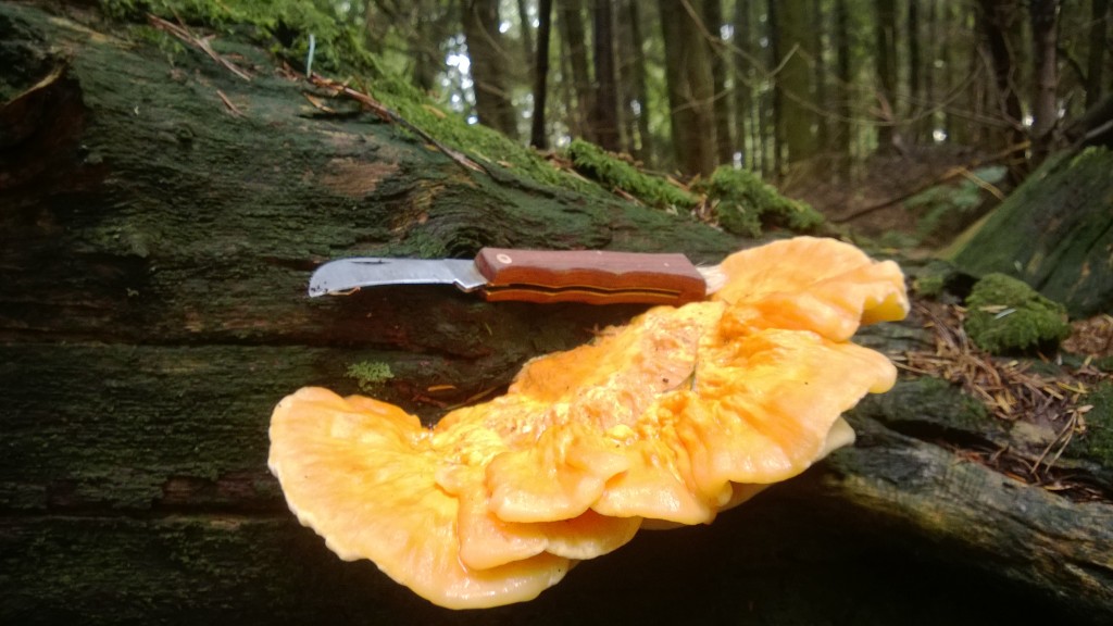 Chicken of the Woods