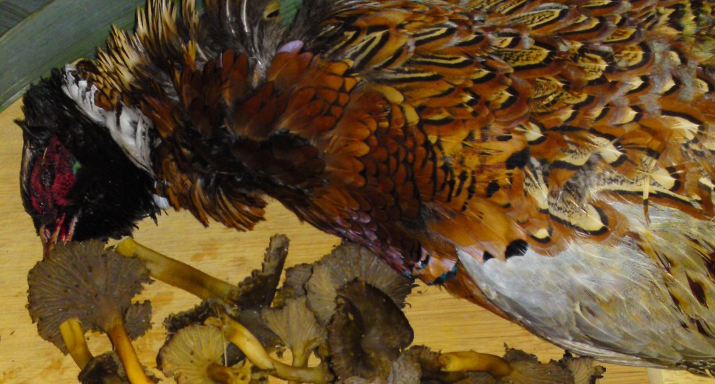 trumpets+pheasant2