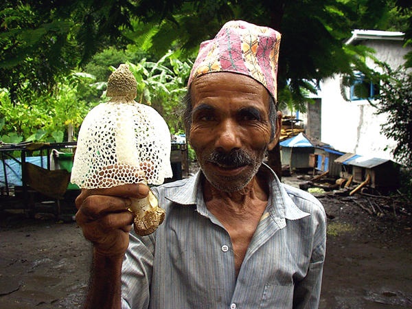 veiled stinkhorn veiled stinkhorn
