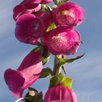 Foxglove - digitalis purpurea
