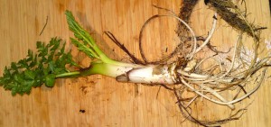 hemlock water dropwort february foliage and root structure