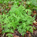 wild chervil, cow parsley, wild food, foraging, identification