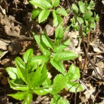 ground elder,spring foraging,wild food,identification