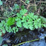 hemlock water dropwort close-up, foraging, poisonous plants