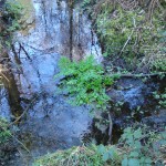 hemlock water dropwort habitat, poisonous plants, foraging
