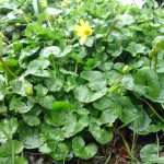 lesser celandine, wild food, foraging, identification, glenkens