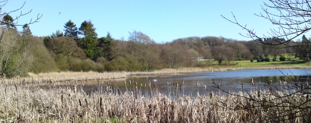 reedmace with swan, foraging, cally pond