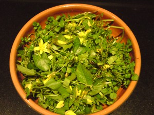 wild salad,spring,foraging,wild food,identification