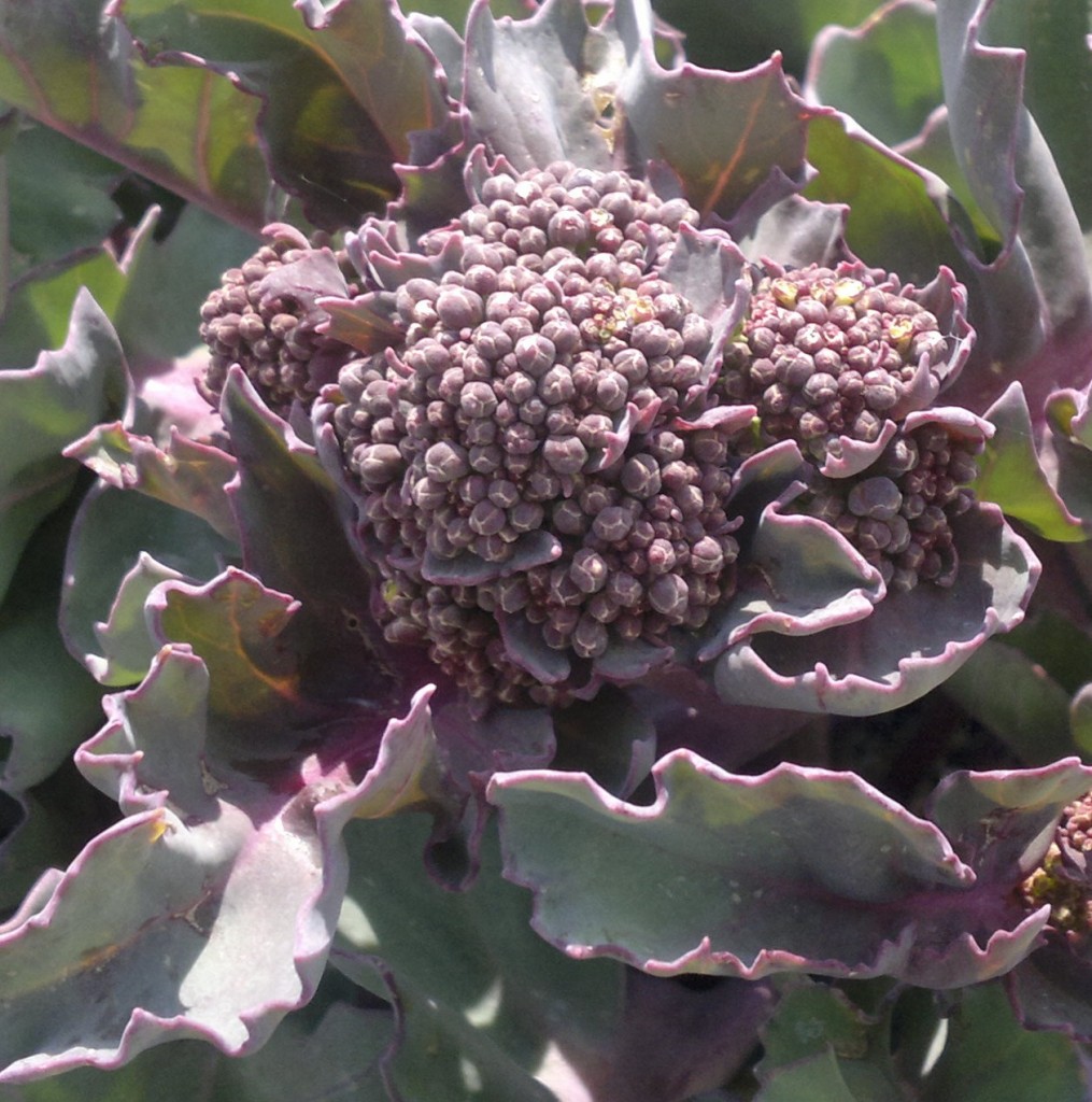 sea kale floret