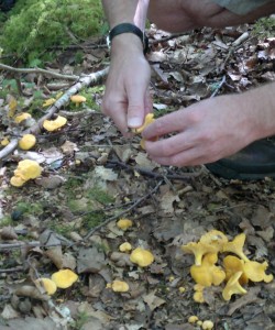 chanterelle picking