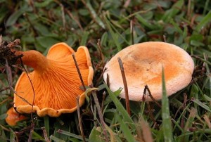 false chanterelle