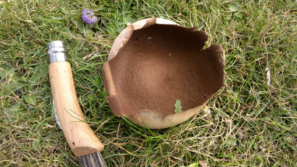 puffball cup1