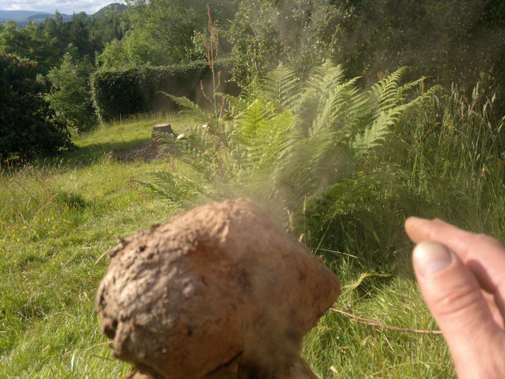 puffball spore bomb