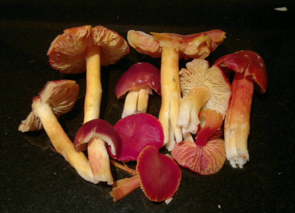 Tasty toadstool menace