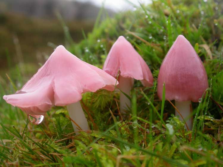 ballerina waxcaps