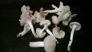 snowy waxcaps