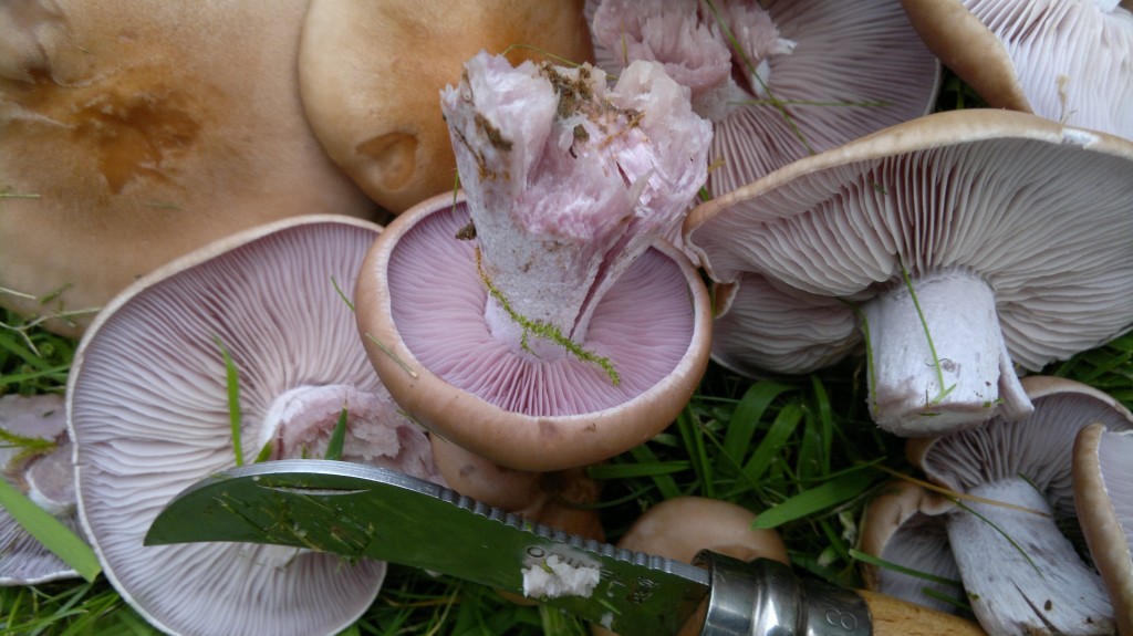 Wood blewits