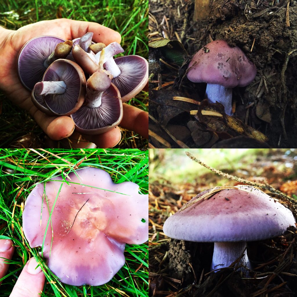 Wood blewits
