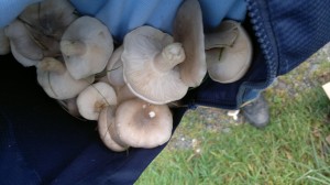 clouded agaric jacket