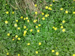 lesser celandine, strnr