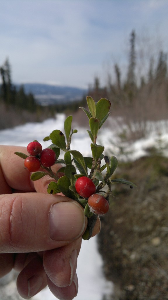 bearberry - kinickkinick