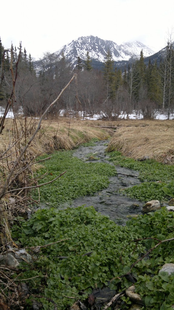 hot spring watercress