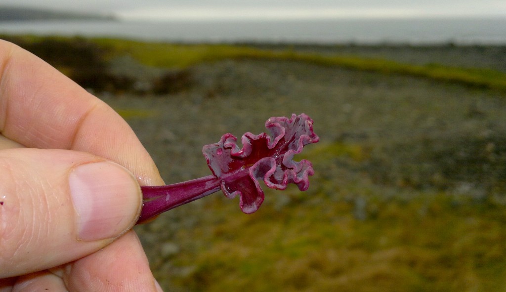 sea kale first shoot