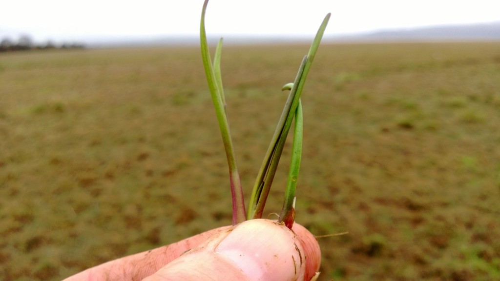 Young sea arrow grass shoots, April. Search for them emerging from the edges of brackish pools in April