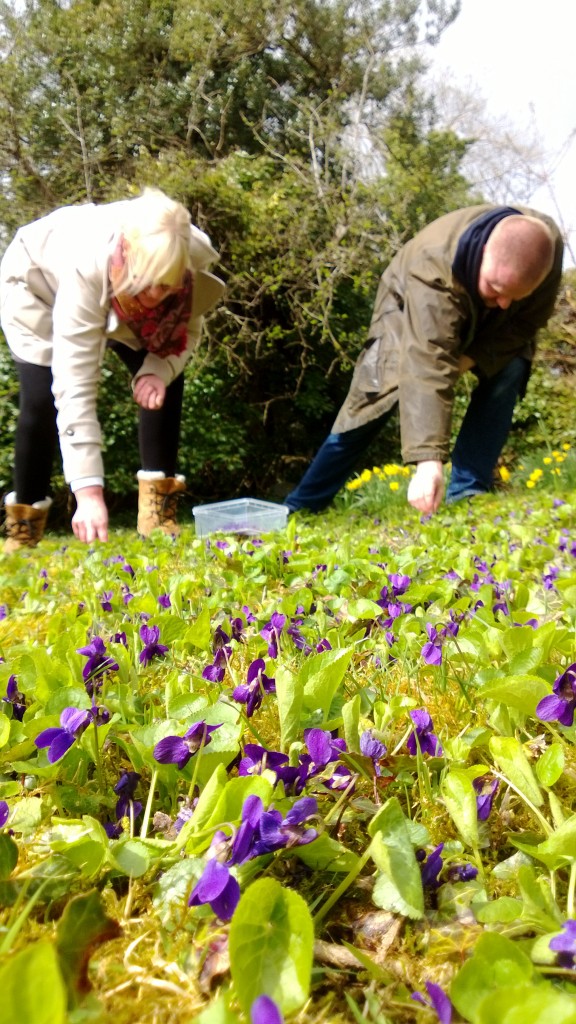 picking violets WP_20130426_006