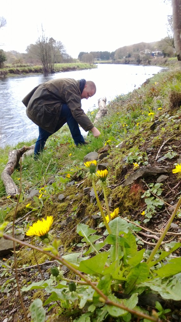 Dandelion Picking WP_20130426_013