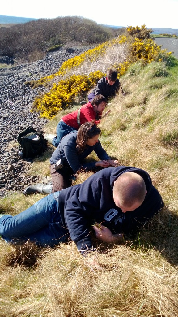 Wild Thyme Picking
