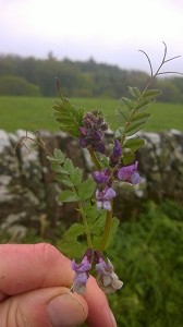 Bush vetch