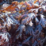 pepper dulse close up