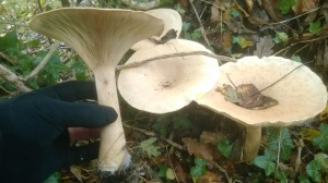 Trooping funnelcap infundibulicybe geotropa, fungi, mushrooms, identification, edibility