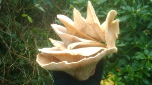 Trooping funnel, infundibulicybe geotropa