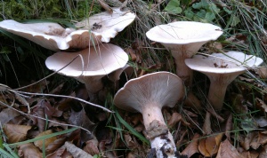 trooping funnel, infundibulicybe geotropa, fungi, ID, foraging, edibility