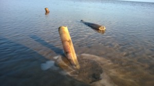 Spoot clams at play