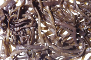 sea spaghetti