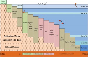 Seaweed distribution by tidal range Click image to enlarge © GallowayWildFoods.com