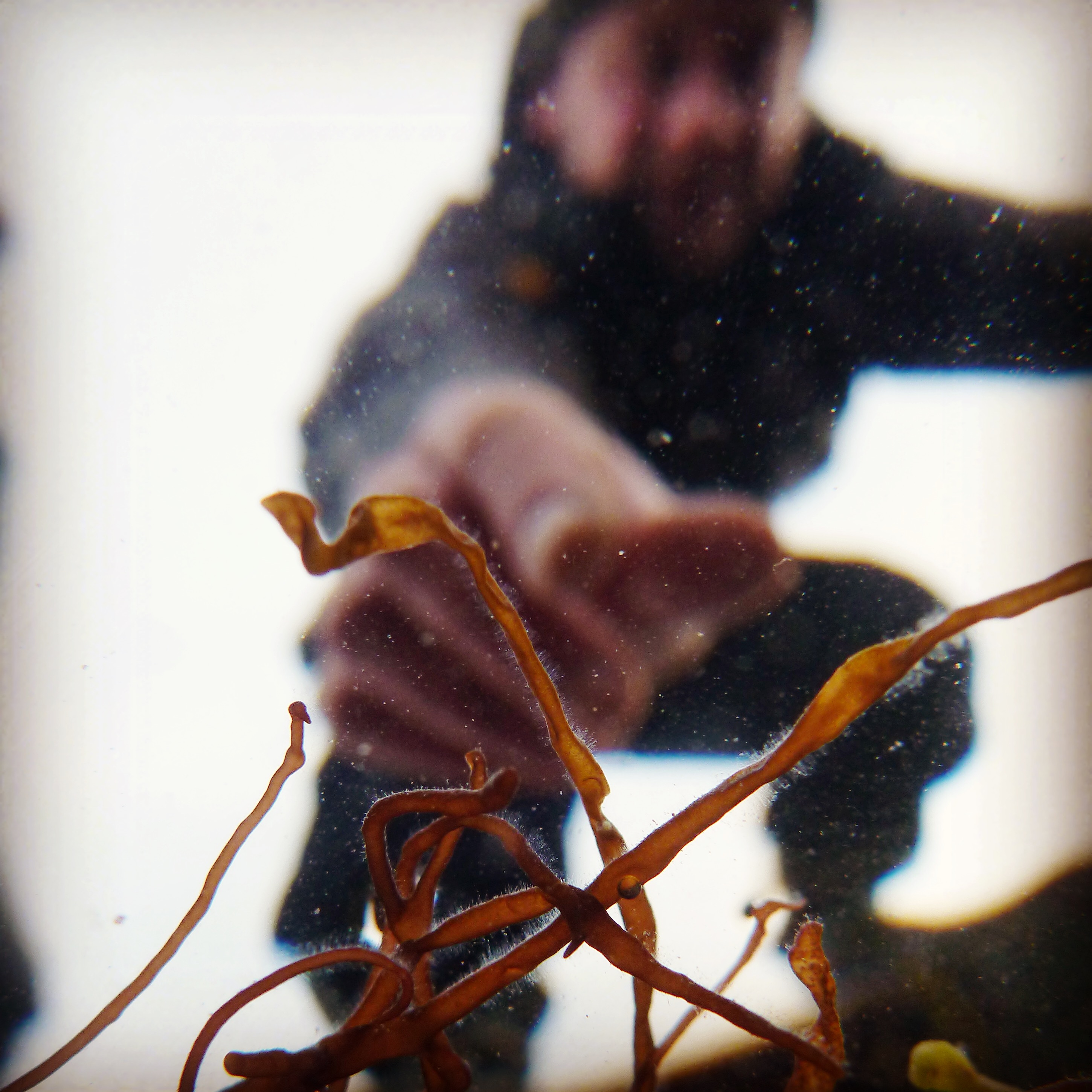 seaweed underwater tubular weed
