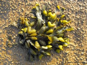 Spiral wrack