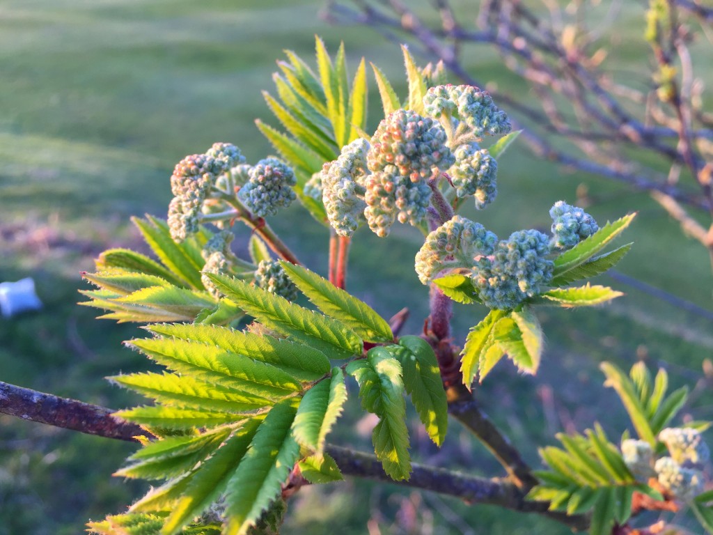 Rowan buds and shoots