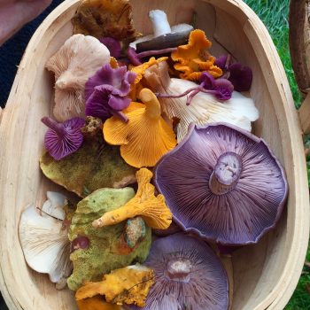© GallowayWIldFoods.com