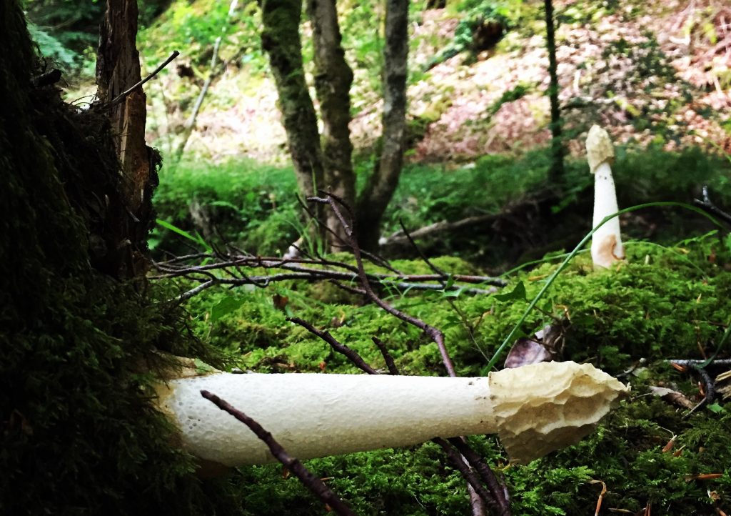 Stinkhorns - rude IMG_6737