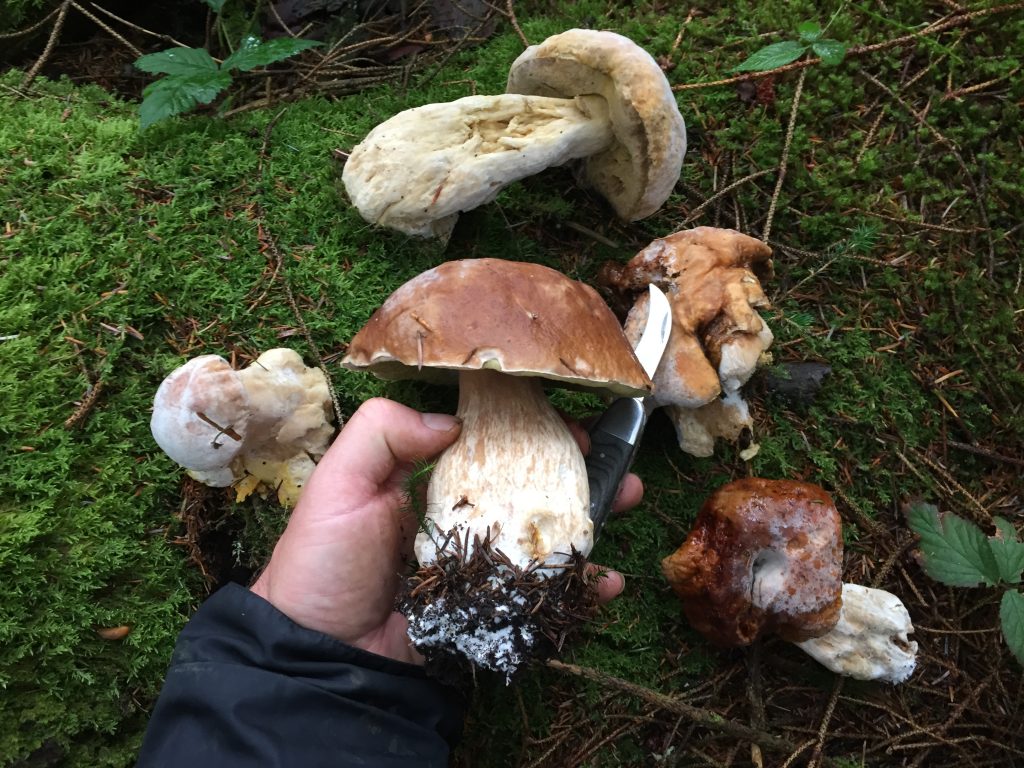 cep with rotten cep carcasses cep with rotten cep carcasses