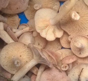 coconut milkcaps4