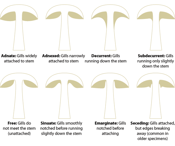 gill shapes