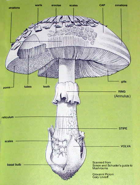 mushroom diagram1