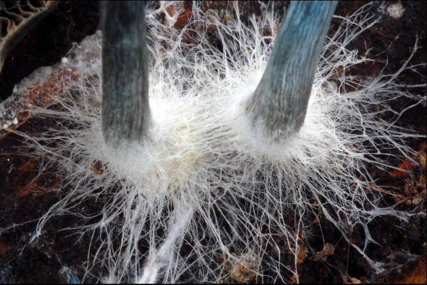 mycelium
